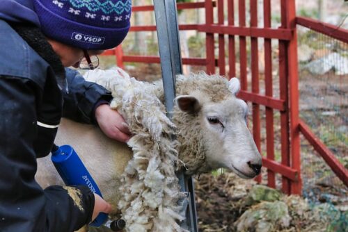 Jak przebiega proces strzyżenia owiec?