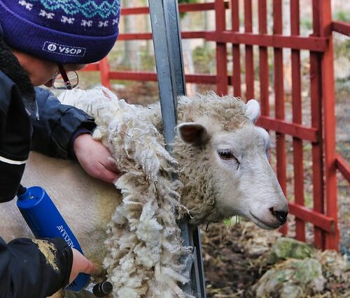 Jak przebiega proces strzyżenia owiec?